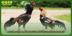 Đá Gà Dao QQ88 - Mở Mang Tầm Mắt Với 3 Trận Kê Hot Nhất