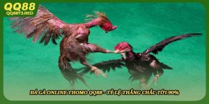 Đá Gà Online Thomo QQ88 - Tỷ Lệ Thắng Chắc Tới 90%