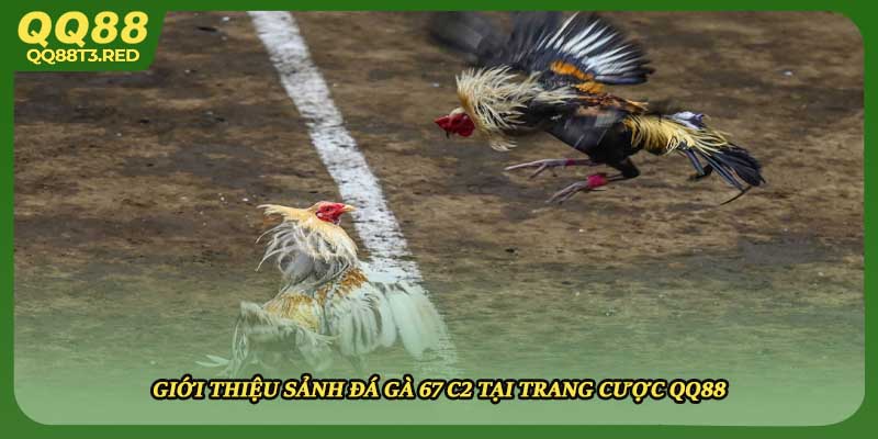 Giới thiệu sảnh đá gà 67 C2 tại trang cược QQ88