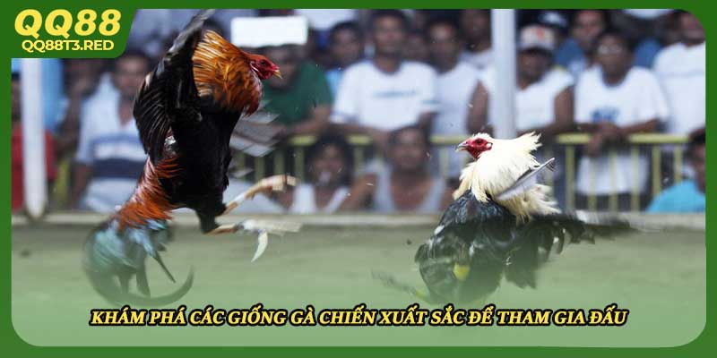 Khám phá các giống gà chiến xuất sắc để tham gia đấu
